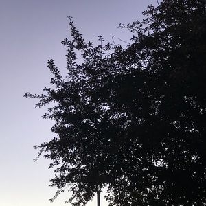 Meet your Posher, Hattie